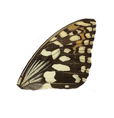 PAPILLIO DEMOLEUS FRONT WING